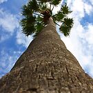 Hello Mr Palm Tree by Tim Bates