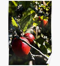 Ripe Poster