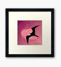 The Frigatebird 2011 Framed Print