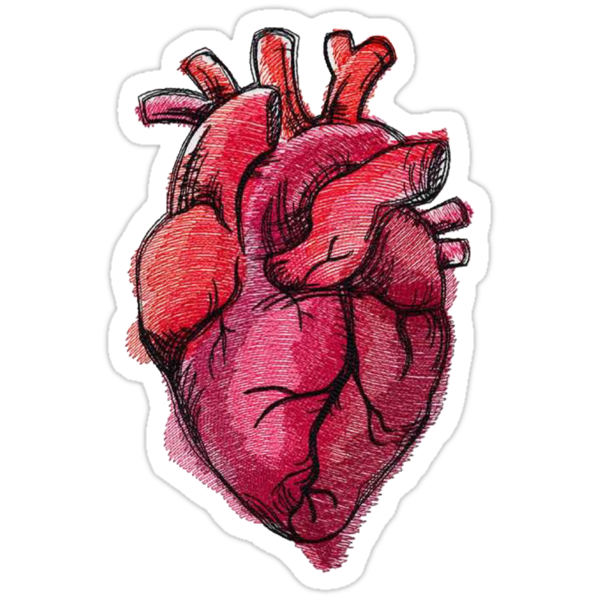 "Realistic Heart Drawing" Stickers by decentart Redbubble