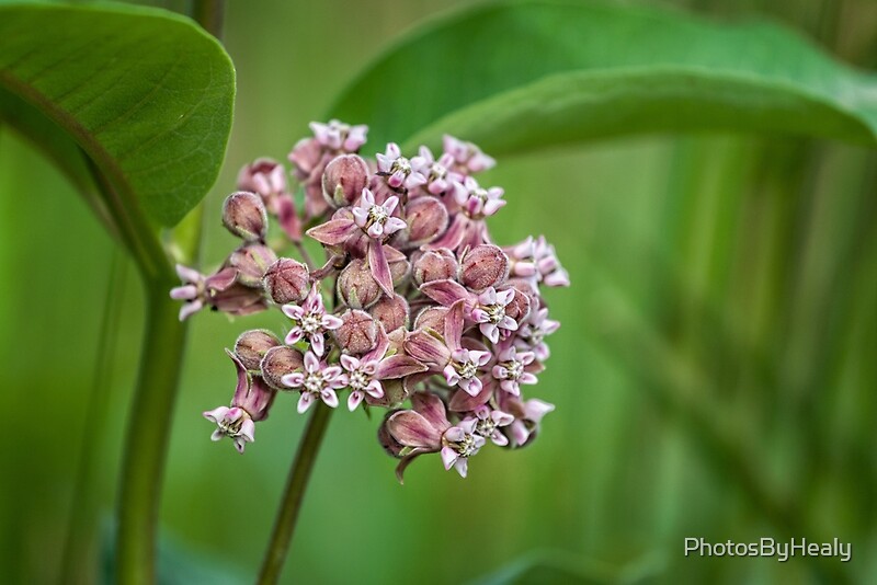 Common Milkweed by Photos by Healy