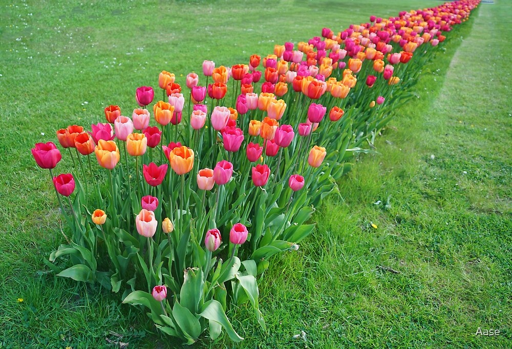 "Tulips colours" by Aase Redbubble