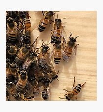 Bees and their Hive Photographic Print