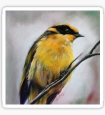 Helmeted Honeyeater Sticker