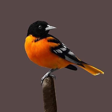 Baltimore Oriole Men's Basic T-Shirt