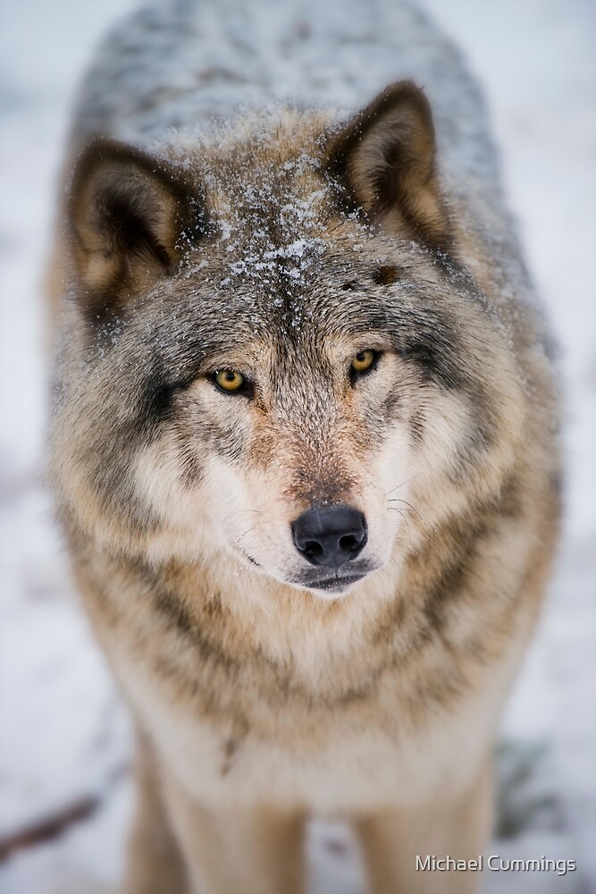 Gray Wolf by Michael Cummings