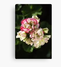 Geranium Soft White and Pink Canvas Print