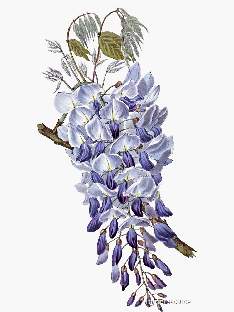 "Vintage Flower Wisteria" Sticker by imageresource Redbubble