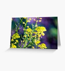 Yellow Rocket Flower Blossoms Greeting Card