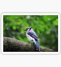 Blue Jay Sticker