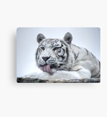 Weißer Bengal Tiger (1) - Farbversion Leinwanddruck