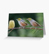 Two Silvereyes Greeting Card