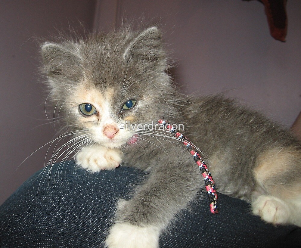 "Adorable Dilute Calico Kitten" by silverdragon Redbubble