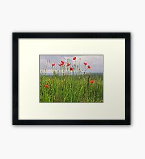 Wild Poppies Framed Print
