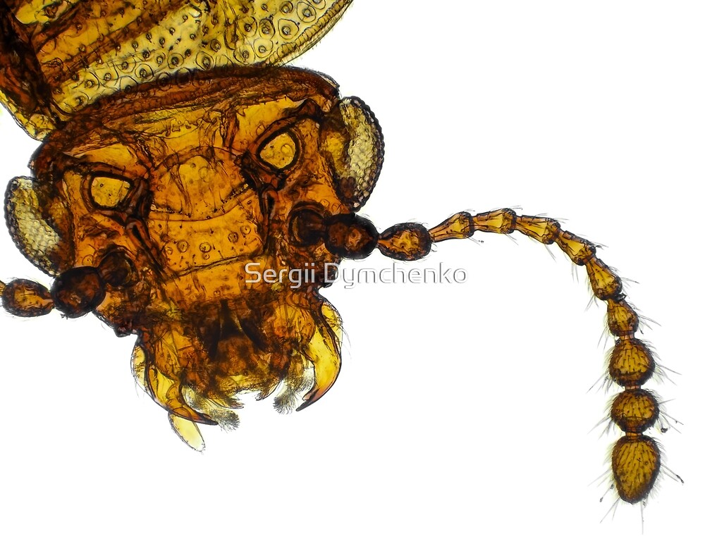 Small fungus beetle under the microscope by Sergii Dymchenko