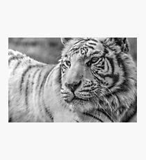 White Bengal Tiger (3) Photographic Print