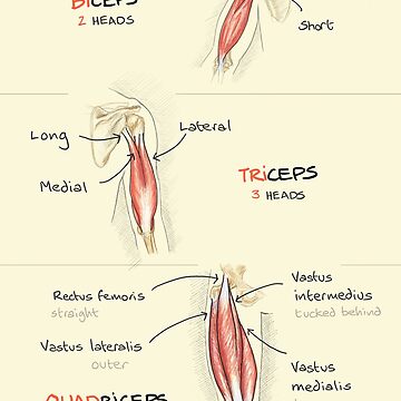 Biceps, triceps, quadriceps Poster for Sale by sketchplanator