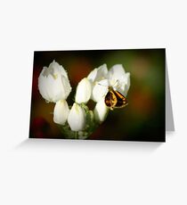 Teeny Weeny Butterfly Greeting Card