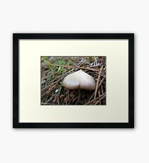 Toadstool Framed Print