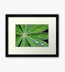 Lupin Leaf Framed Print