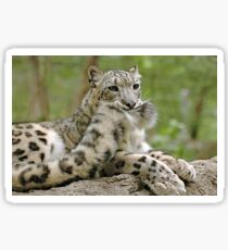 Snow Leopard - Play Sticker