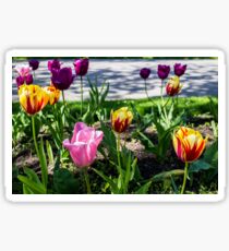 Tulips Sticker