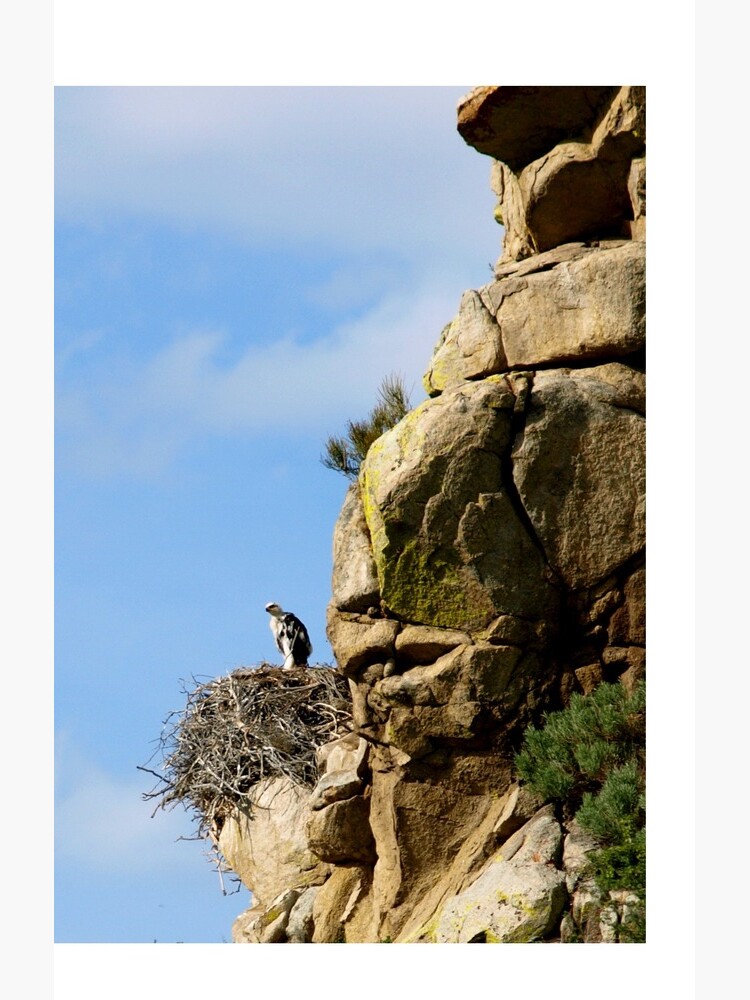 Preparing to Graduate and Soar by JandMPhoto
