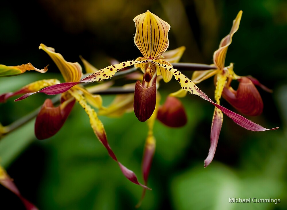 Paphiopedilum Orchid by Michael Cummings
