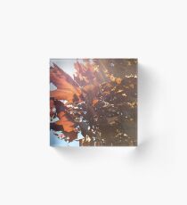 Maple Lens Flare Acrylic Block