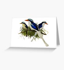 FF - Kingfishers - 1 Greeting Card