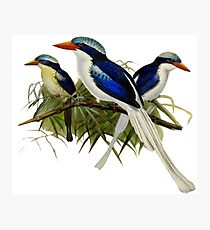 FF - Kingfishers - 1 Photographic Print