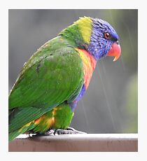 Rainbow Lorikeet Photographic Print