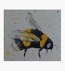 Bumble bee in flight Photographic Print
