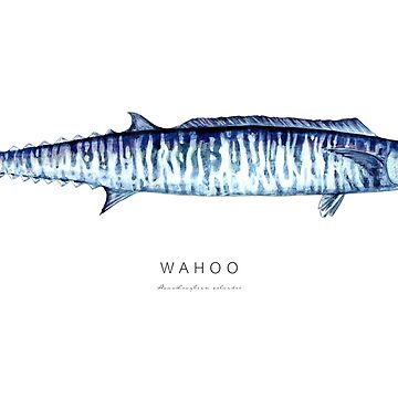 WAHOO (Acanthocybium solandri) Watercolor Fish Art  Poster for Sale by  Melissa MacMichael