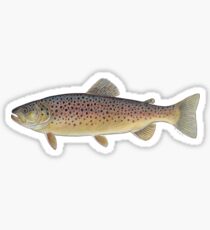 Pegatina Trucha marrón (Salmo trutta)