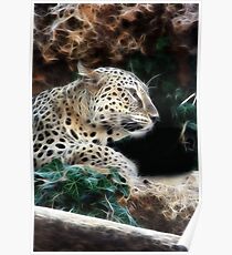 Leopard Poster