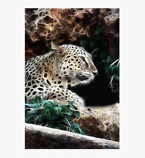 Leopard Photographic Print