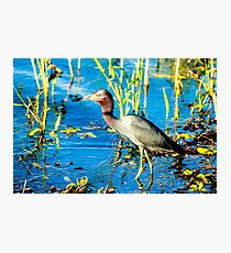 Little Blue Heron Photographic Print
