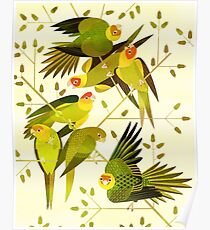 Carolina Parakeet Poster