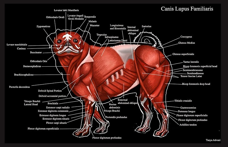 "Pug Anatomy " by TaniArt Redbubble