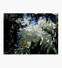 Budding Blossoms Photographic Print