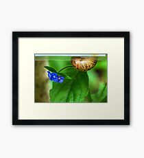 Snail Mail Delivering These Flowers Framed Print