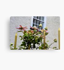 Going For Gold........... Metal Print