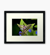 My First Tiger Moth Caterpillar 2014 Framed Print