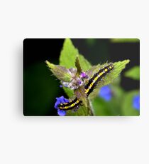My First Tiger Moth Caterpillar 2014 Metal Print