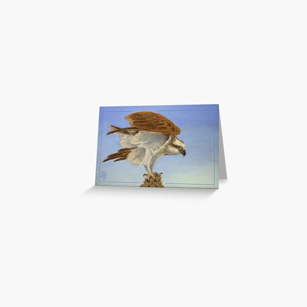 Take-off - Osprey (Pandion haliaetus) Greeting Card
