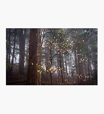 Beech Leaf Starlight (Fagus grandifolia) Photographic Print