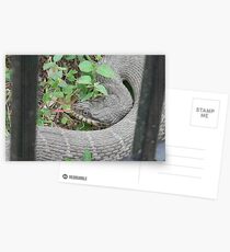 The Fork-ed Tongue "Water Snake" - Best Viewed Larger Postcards