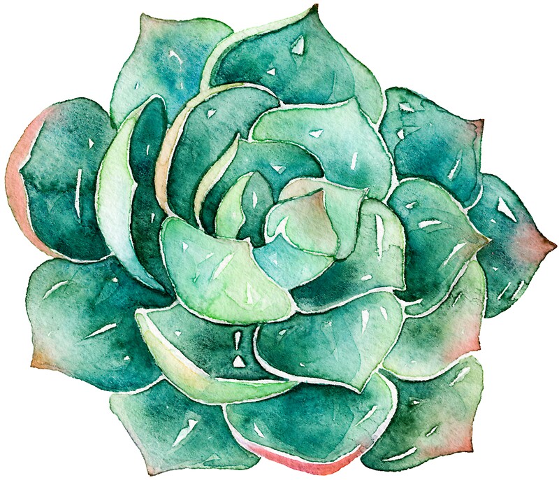  Watercolor  Succulent sticker  Stickers  by SouthPrints 