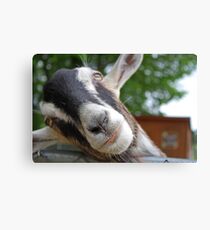 I'm So Cute!! Canvas Print